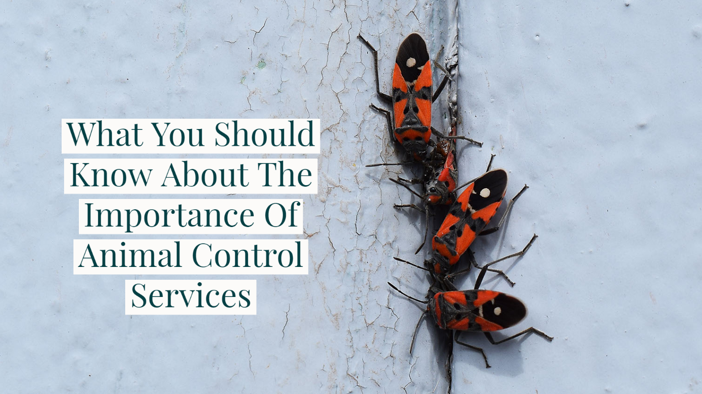 what-you-should-know-about-the-importance-of-animal-control-services-cexc